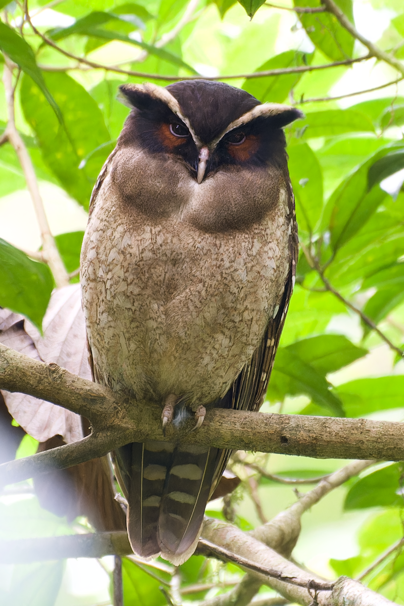 Crested Owl - David Wright