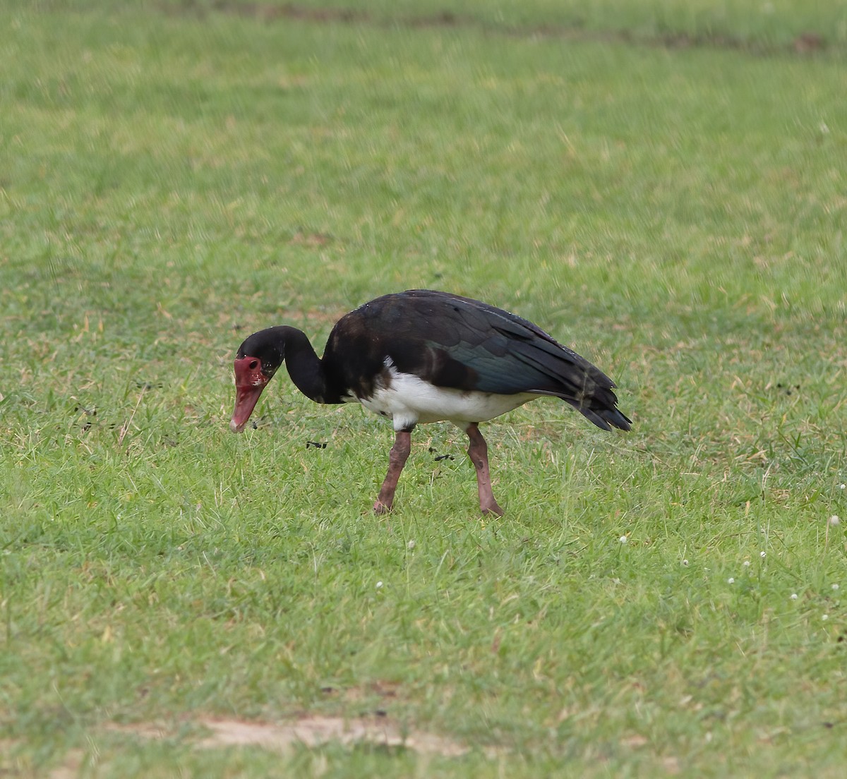 Spur-winged Goose - ML616592983