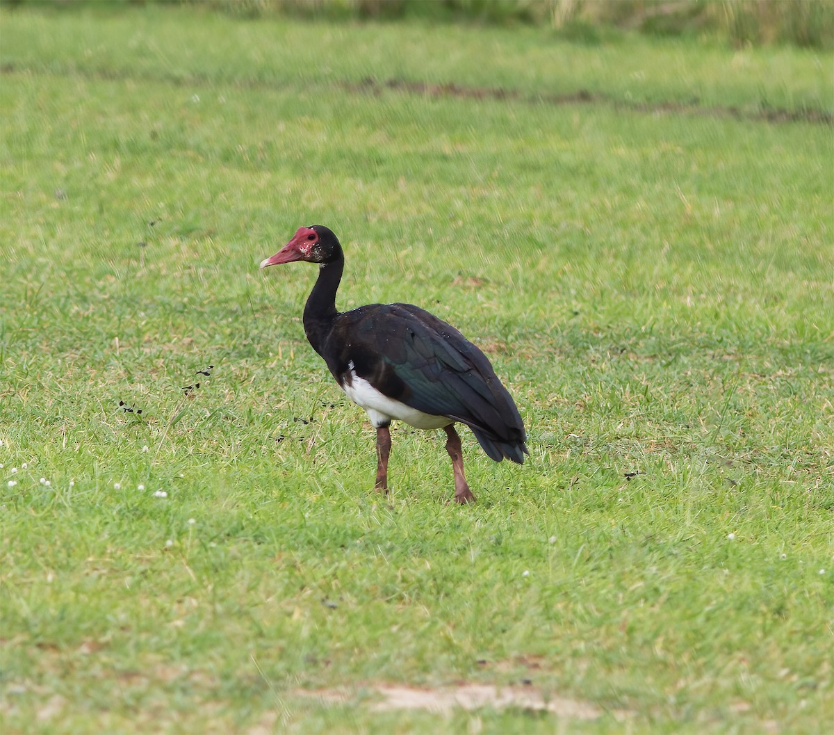Spur-winged Goose - ML616592984