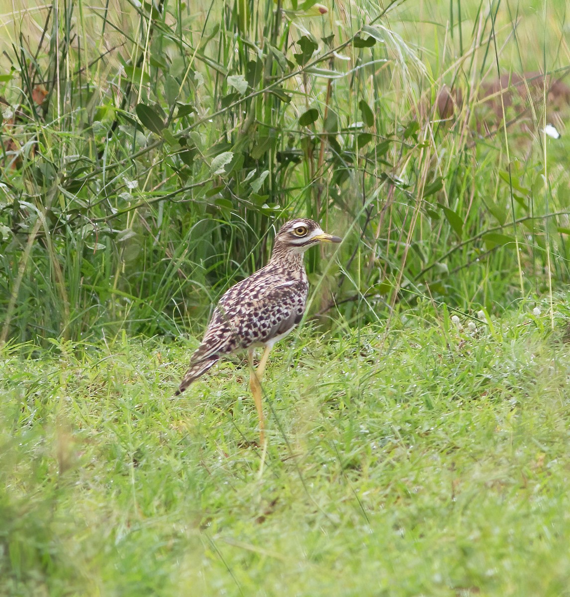 Spotted Thick-knee - ML616592992