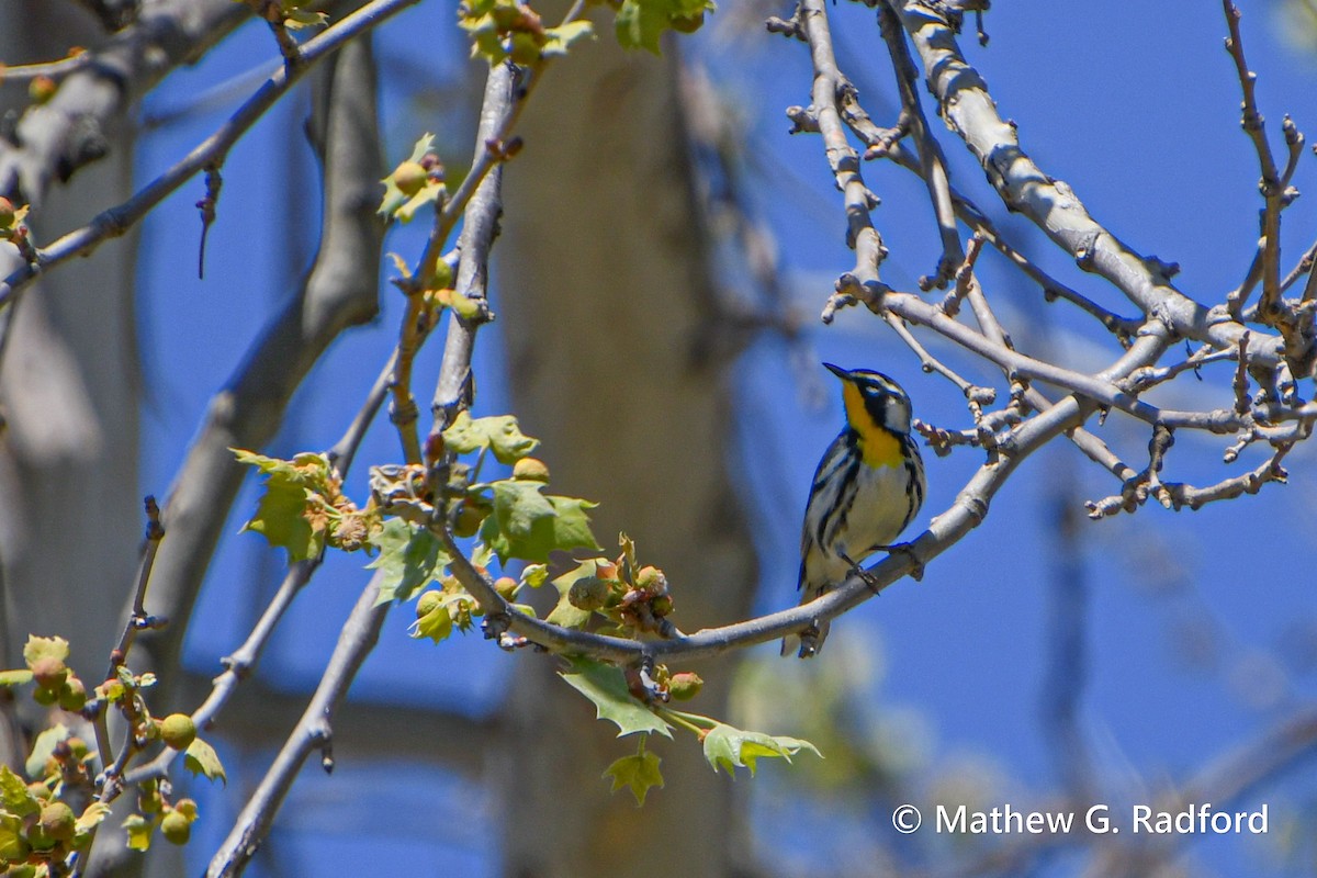 Yellow-throated Warbler - Mathew Radford