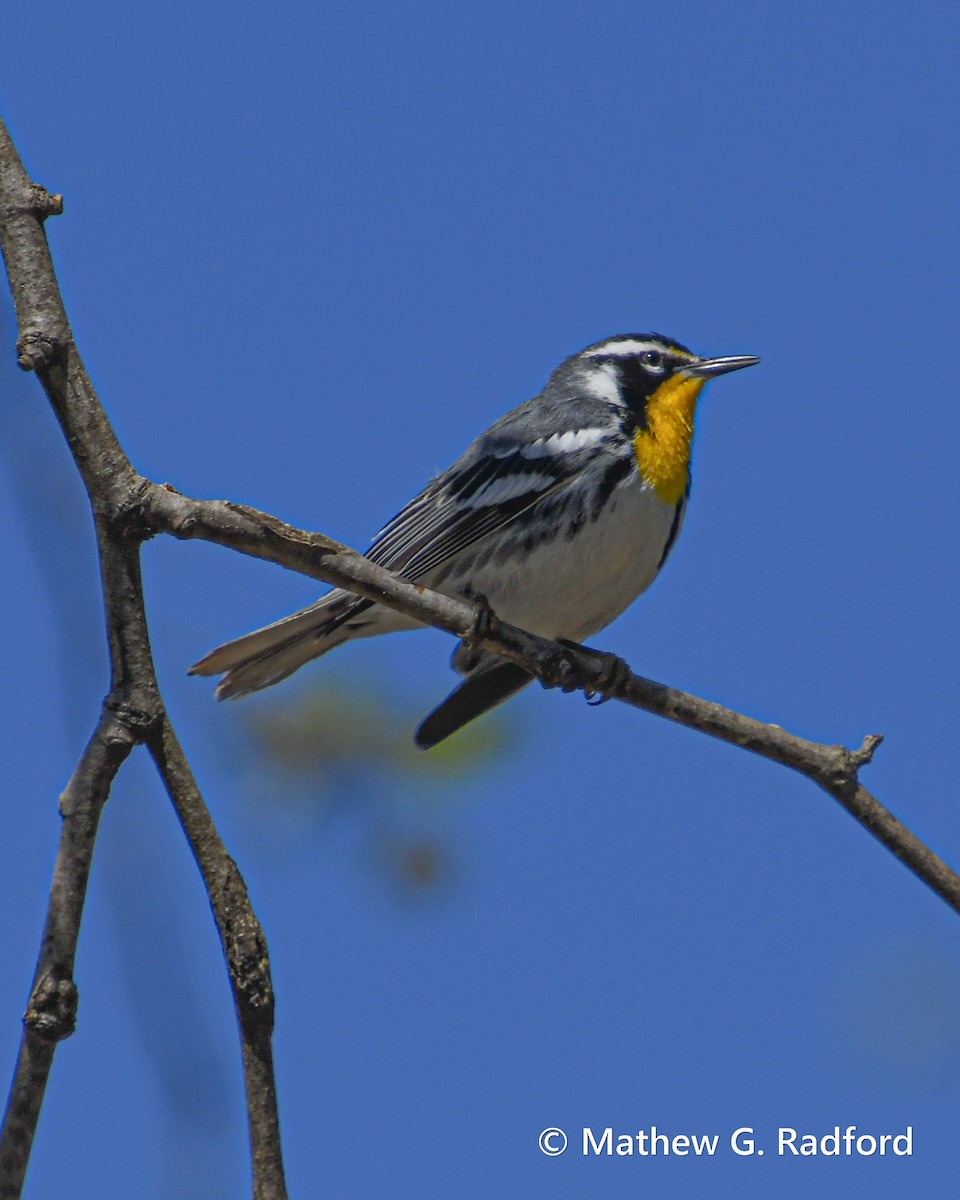 Yellow-throated Warbler - Mathew Radford