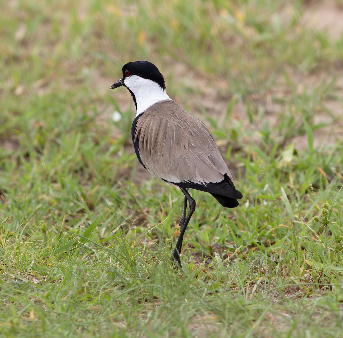 Spur-winged Lapwing - ML616593032