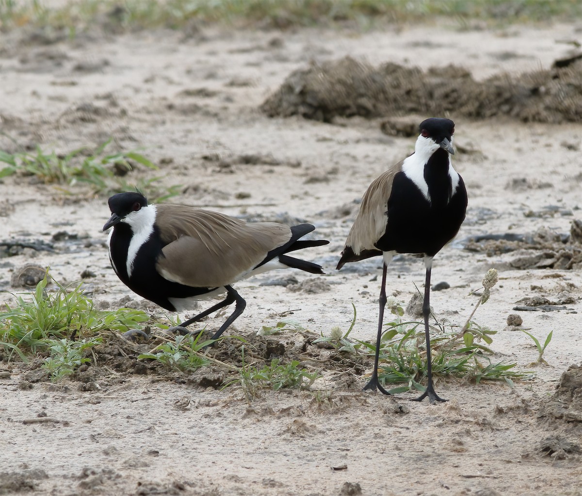 Spur-winged Lapwing - ML616593033