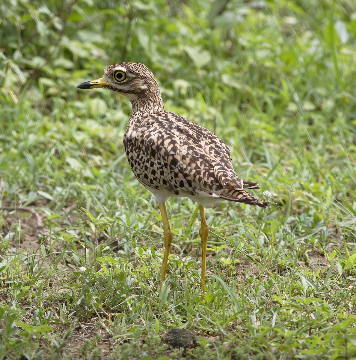 Spotted Thick-knee - ML616593040