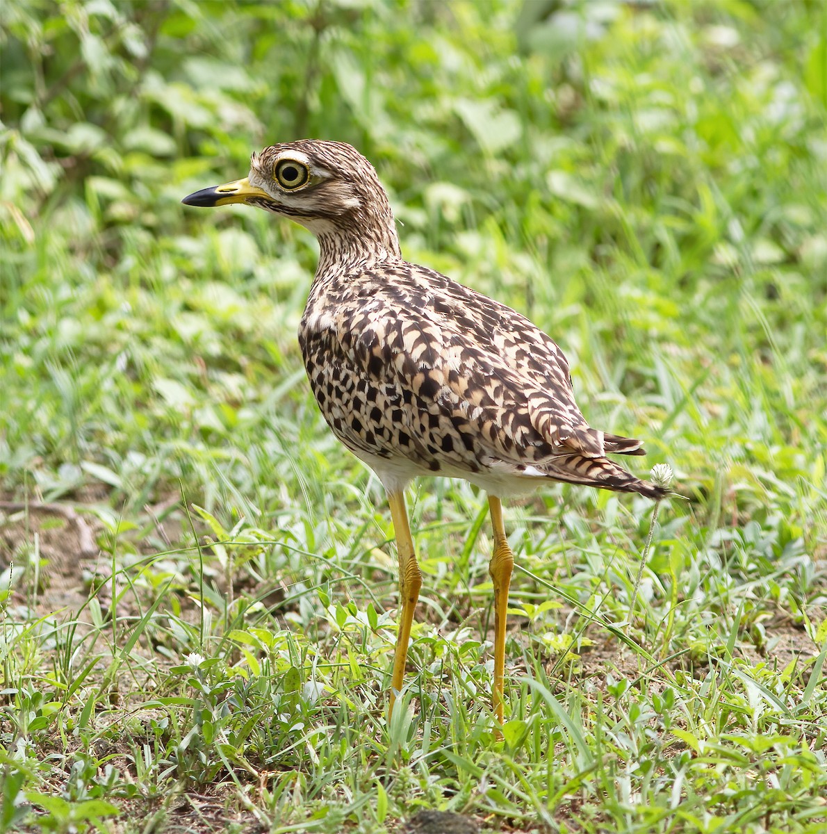 Spotted Thick-knee - ML616593041