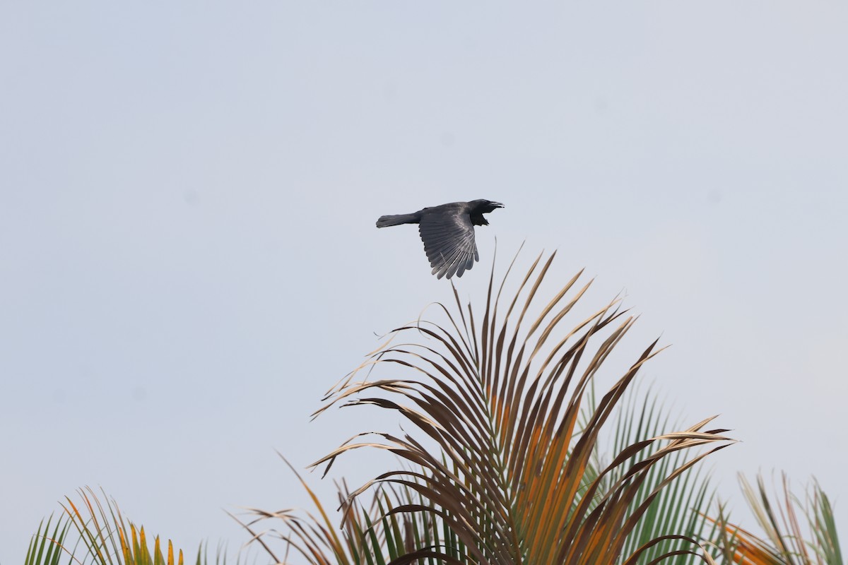 Large-billed Crow - ML616593155