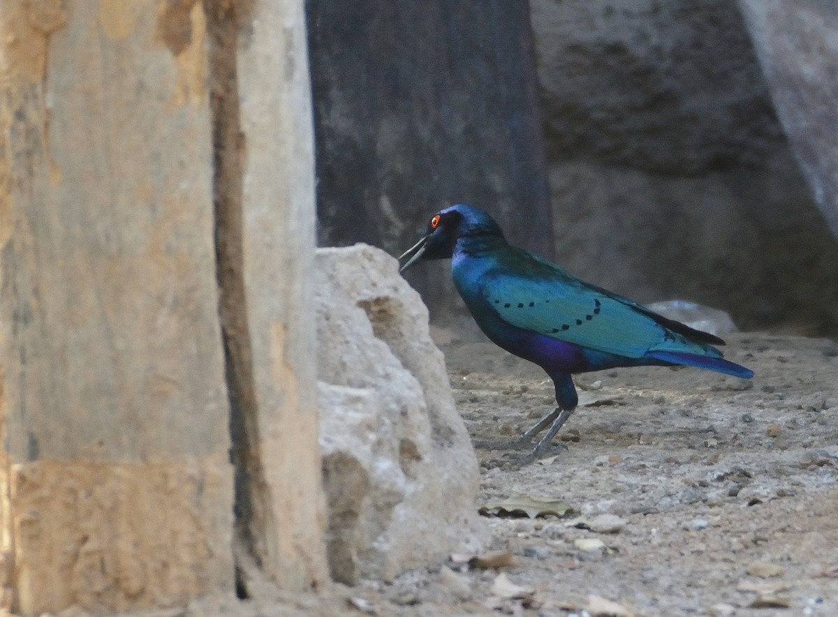 Bronze-tailed Starling - ML616593165