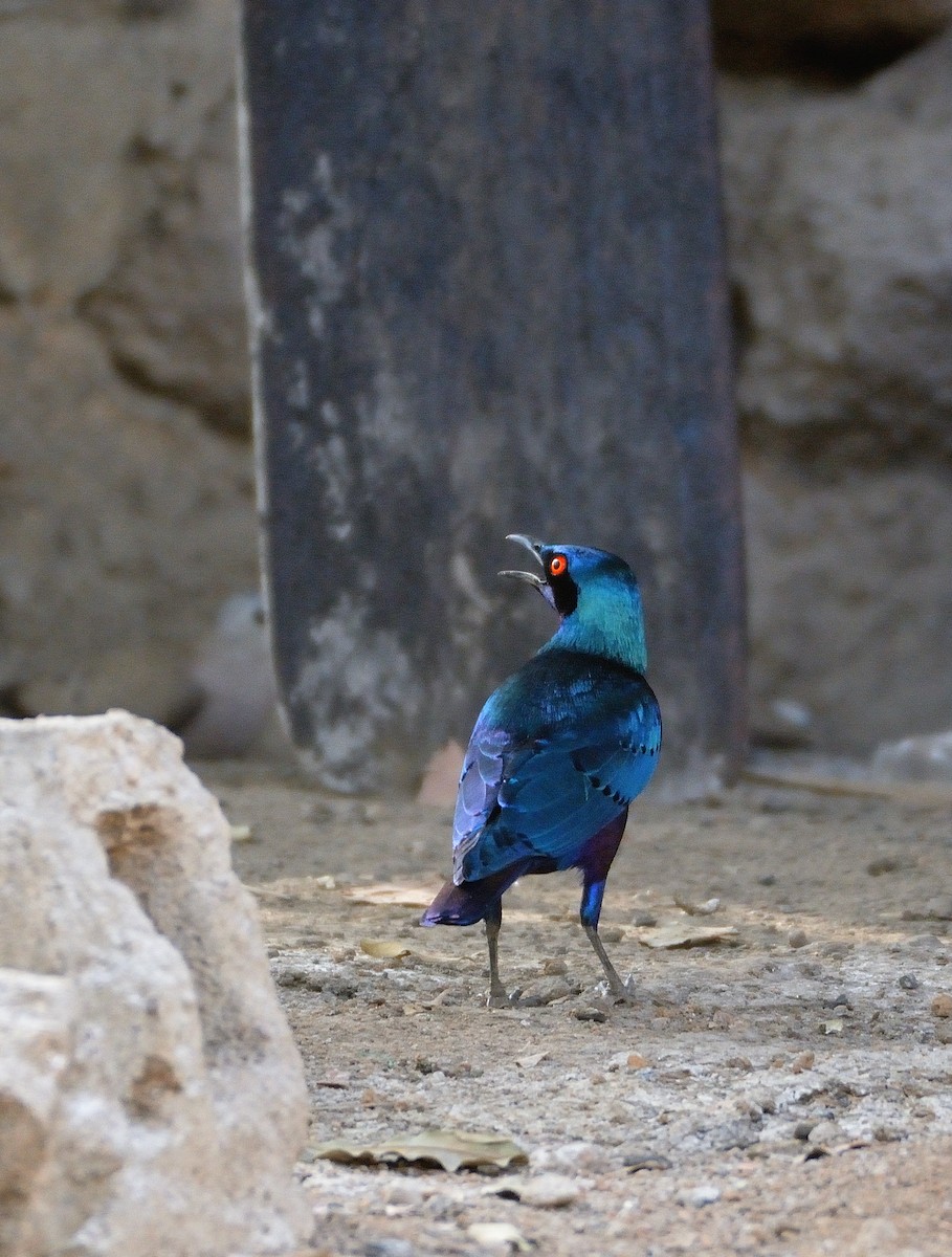 Bronze-tailed Starling - ML616593168