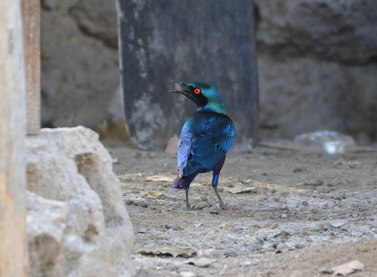 Bronze-tailed Starling - ML616593170