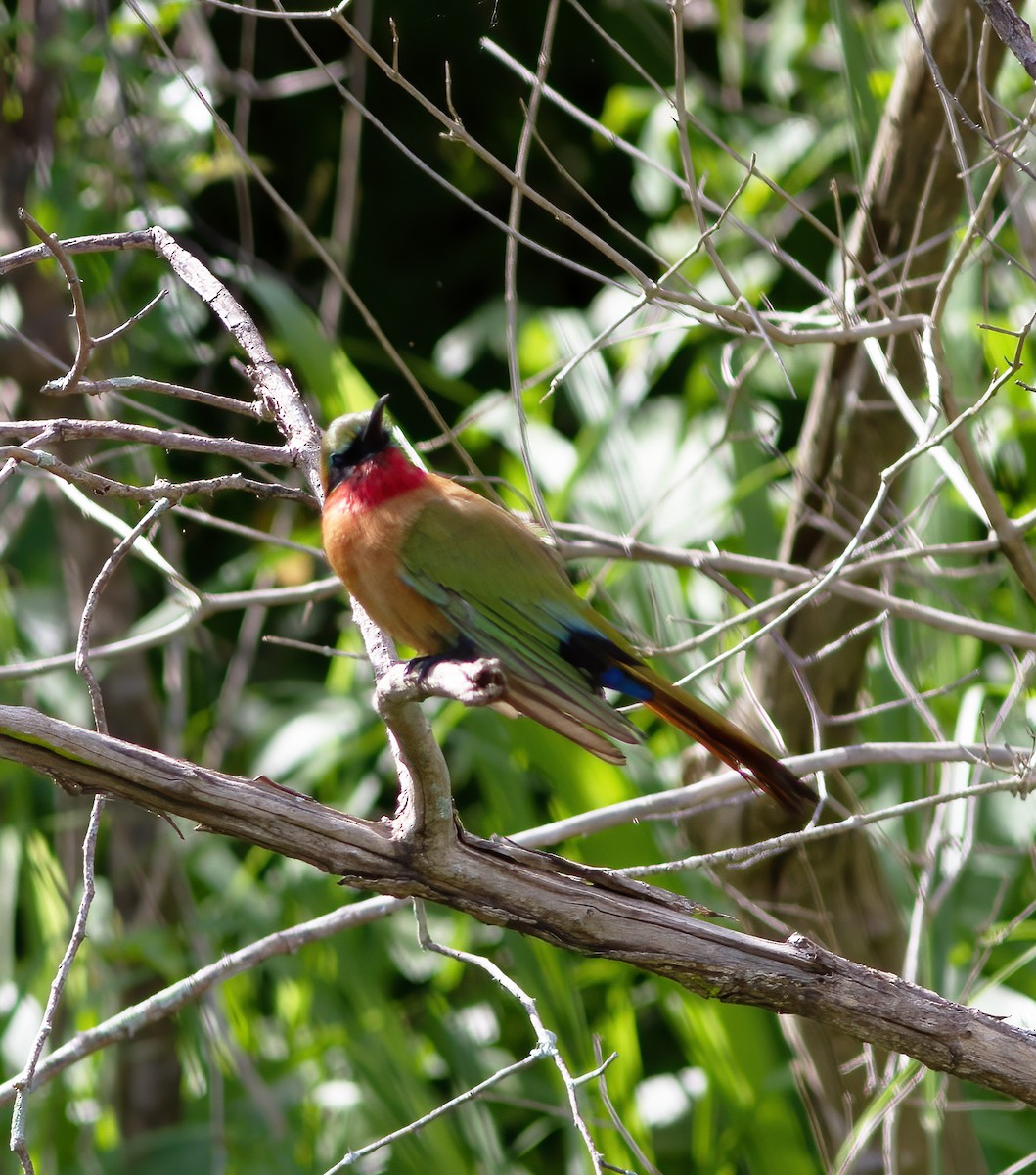 Red-throated Bee-eater - Gary Rosenberg
