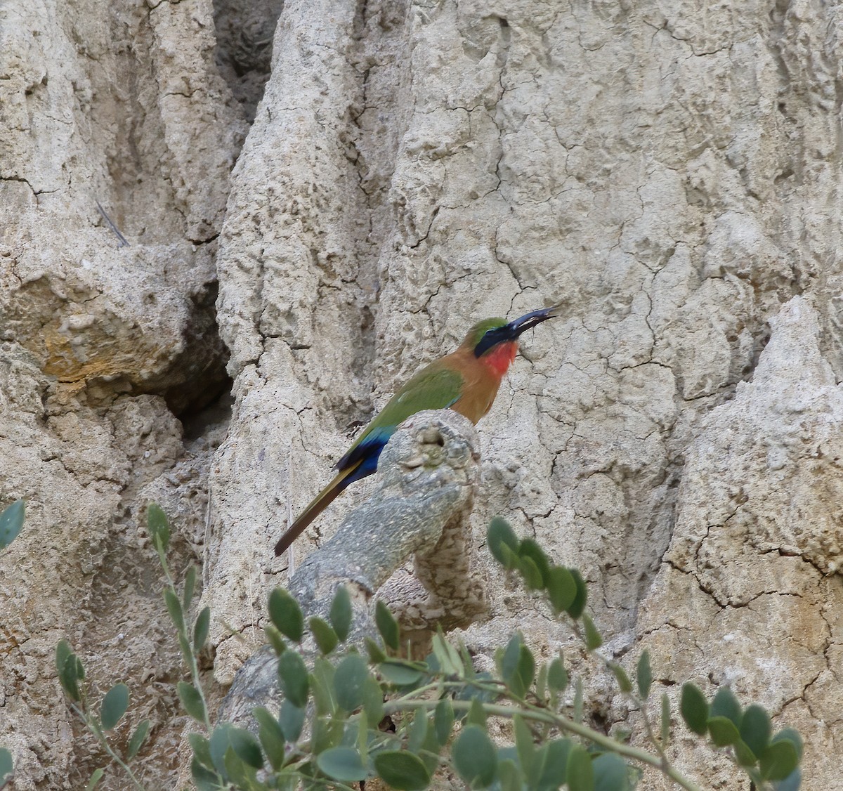 Red-throated Bee-eater - ML616593176
