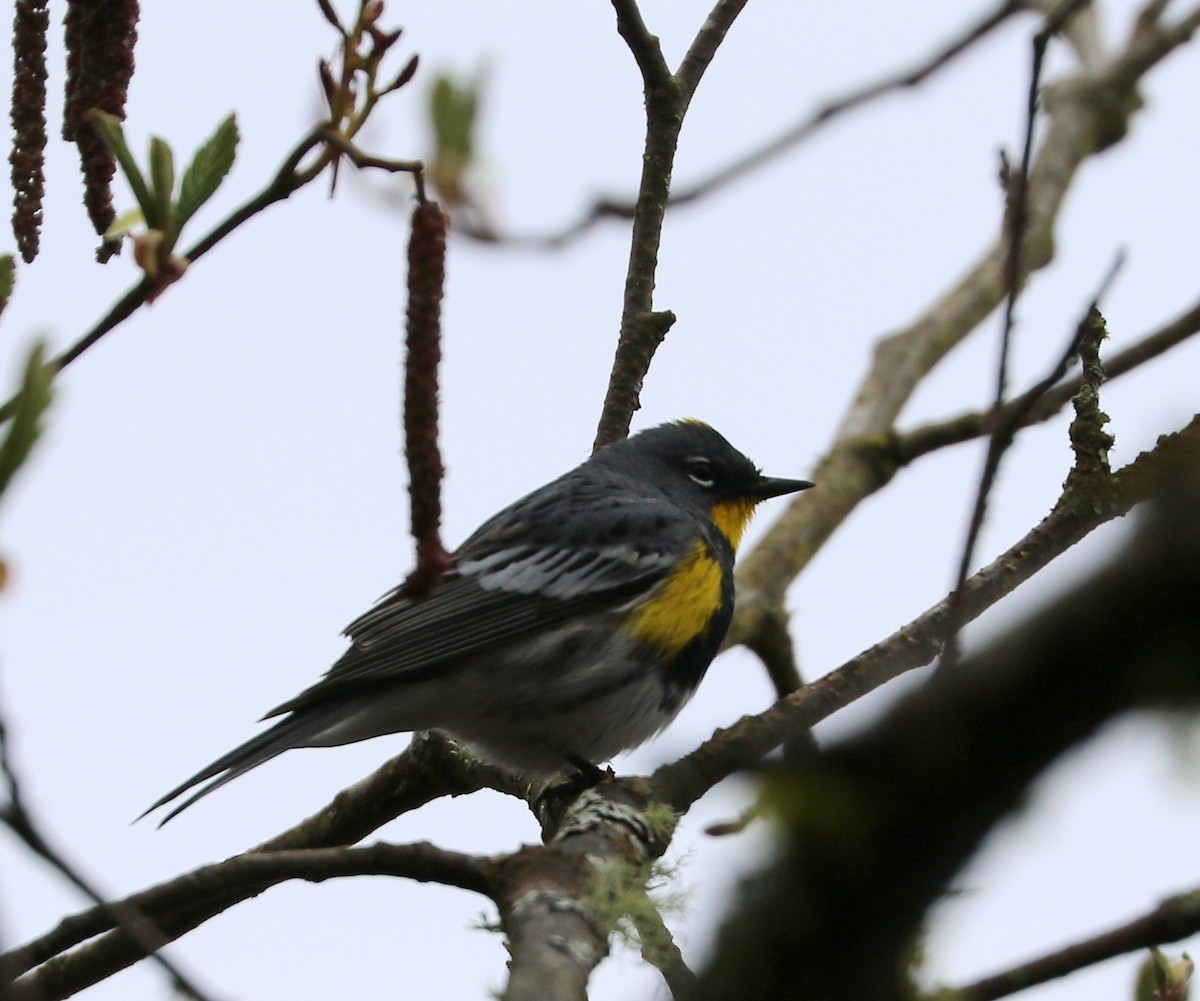 Yellow-rumped Warbler - Mike Fung