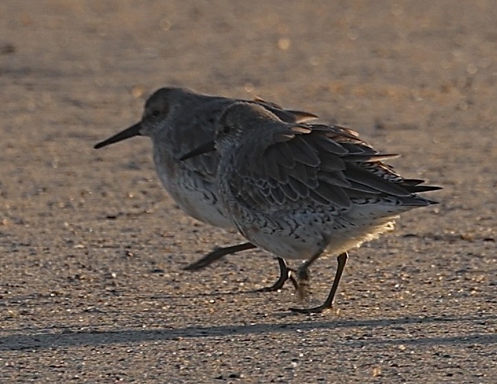 Red Knot - ML616593250