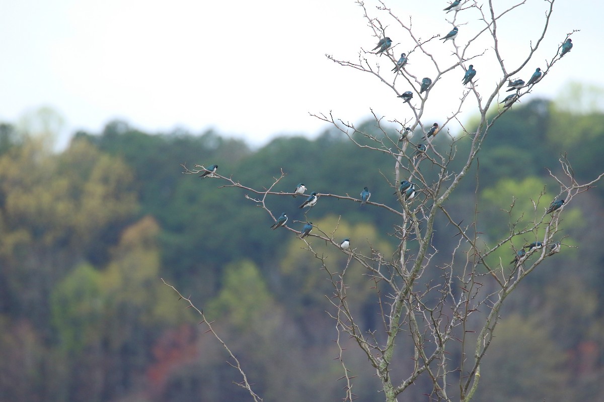 Tree Swallow - Sujata roy