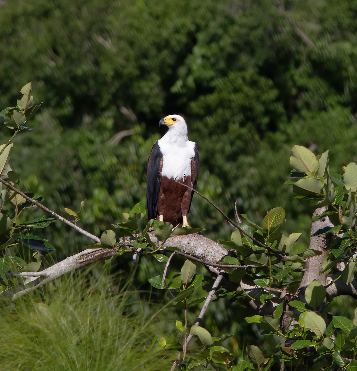 African Fish-Eagle - ML616593262