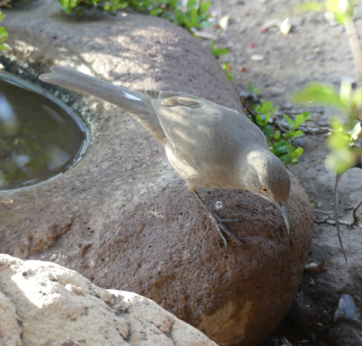 Curve-billed Thrasher - Ted Down