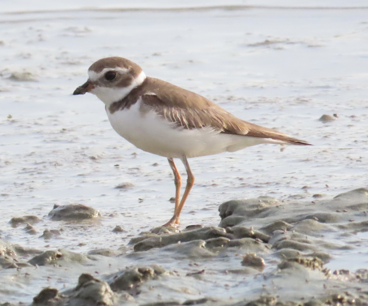 Semipalmated Plover - ML616593286