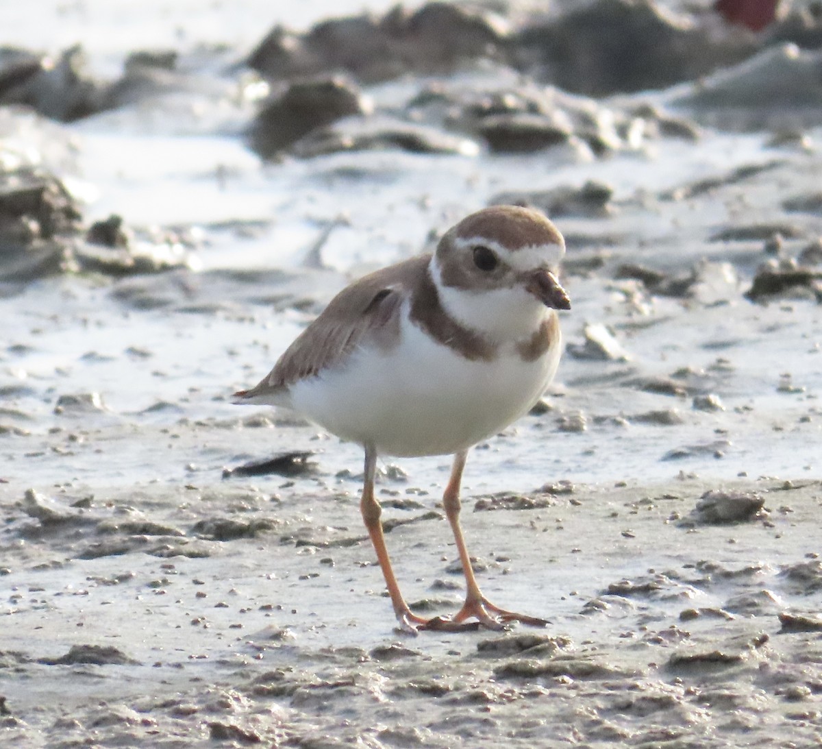 Semipalmated Plover - ML616593287
