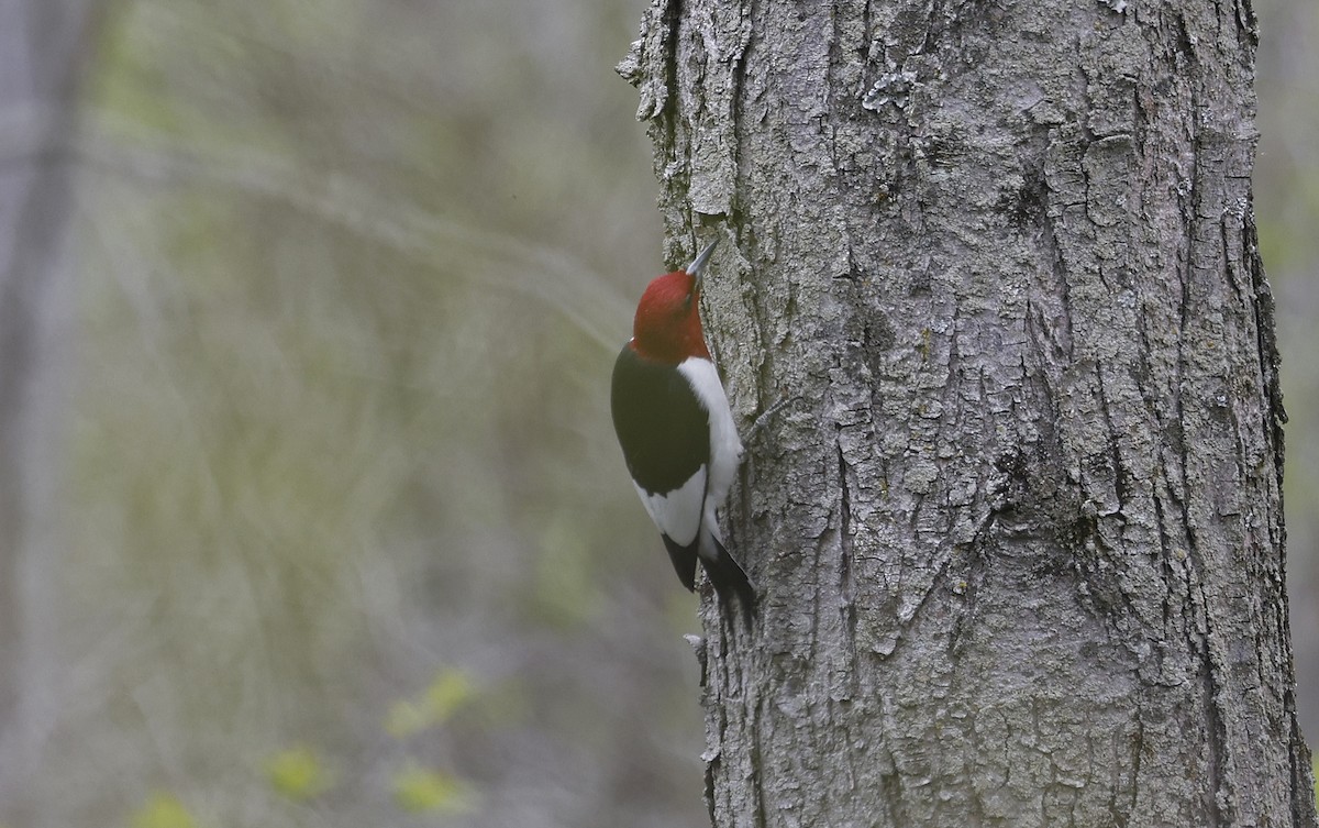 Red-headed Woodpecker - ML616593326