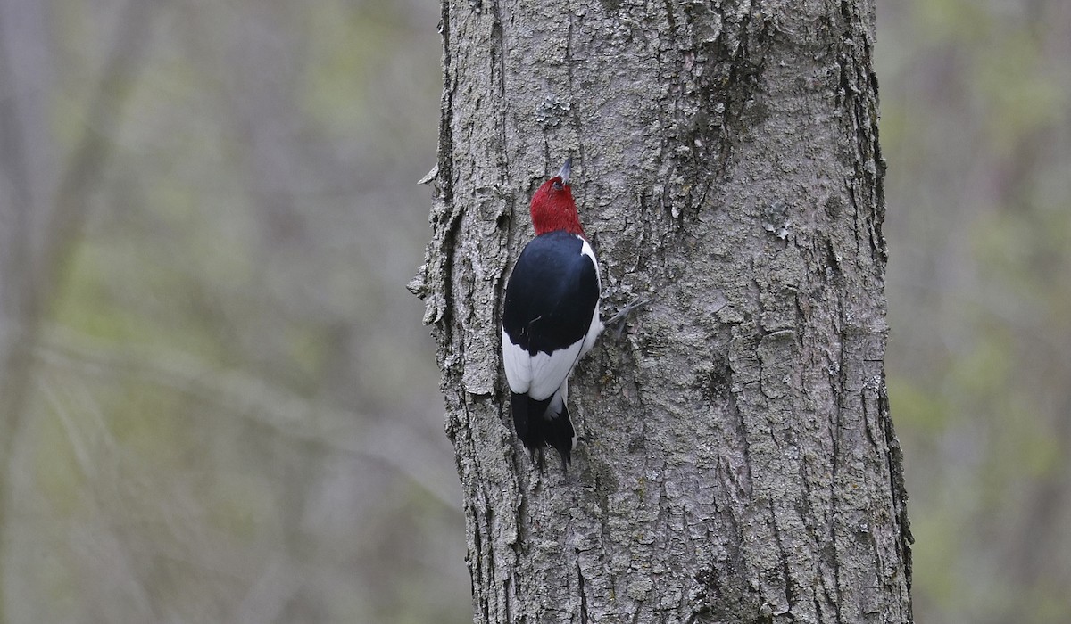 Red-headed Woodpecker - ML616593328