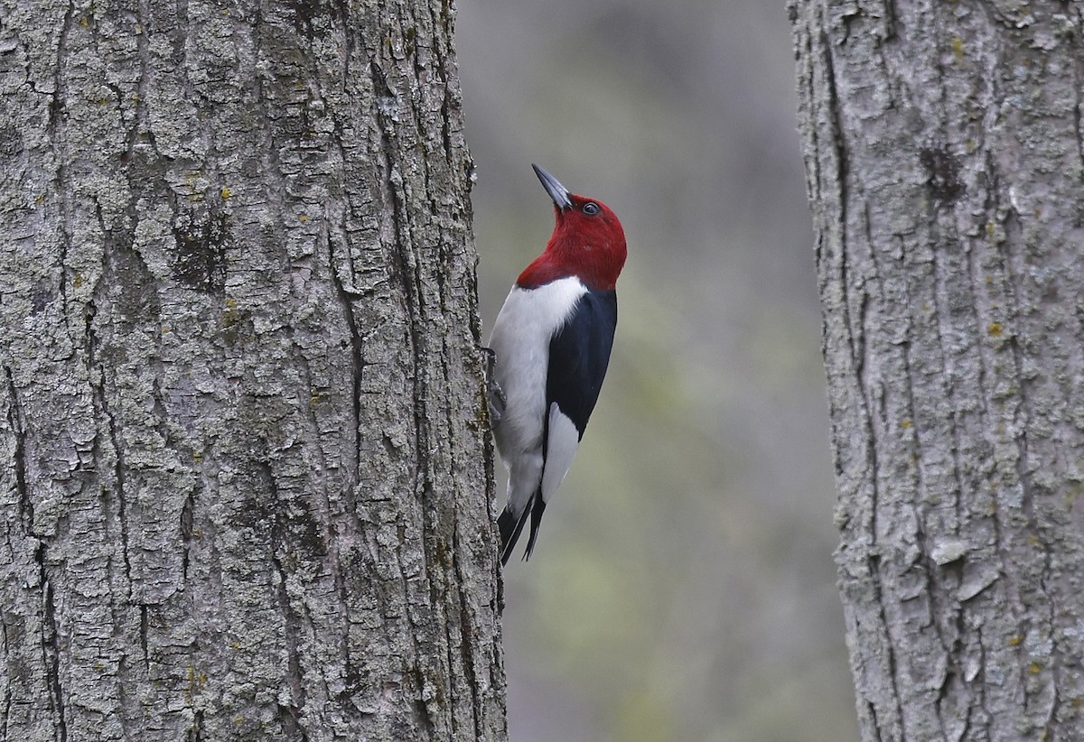 Red-headed Woodpecker - ML616593329