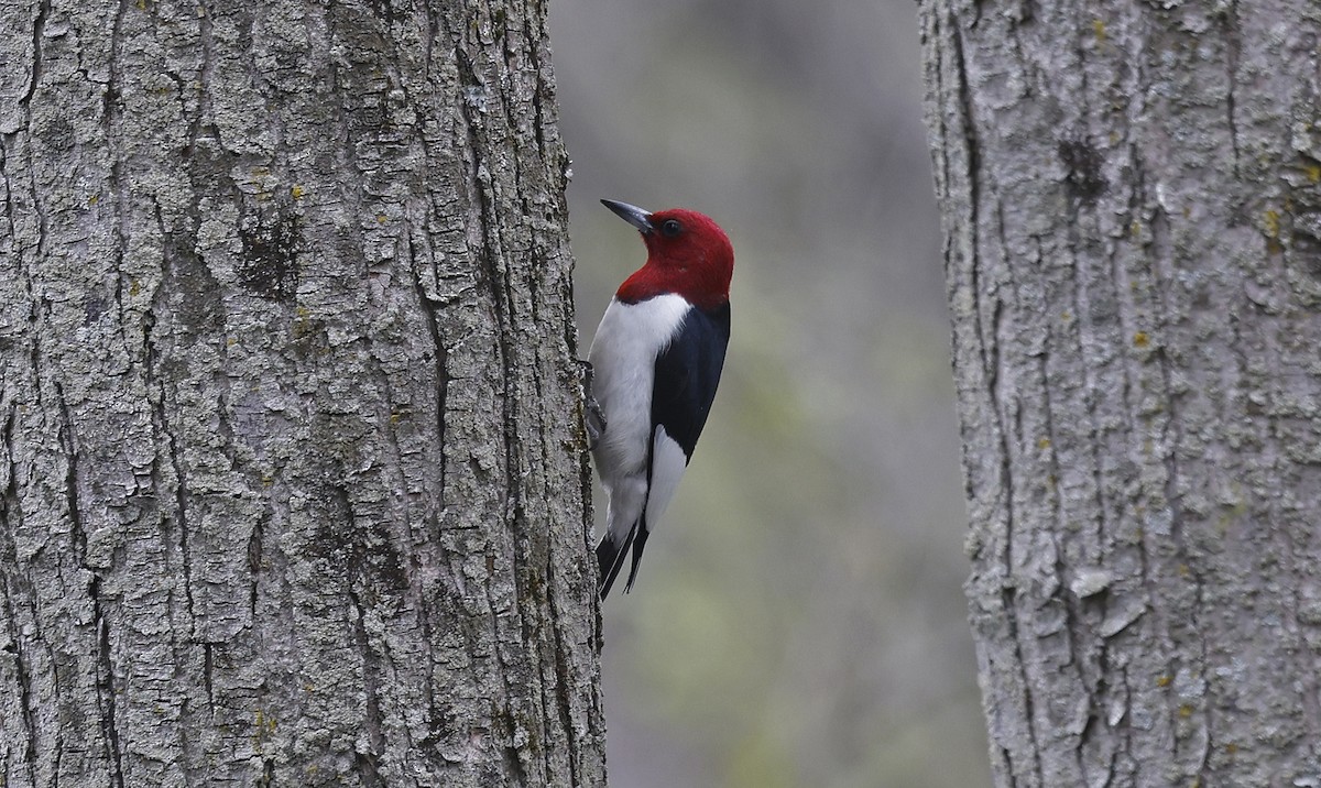 Red-headed Woodpecker - ML616593333