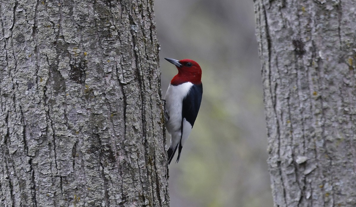 Red-headed Woodpecker - Paul Chapman