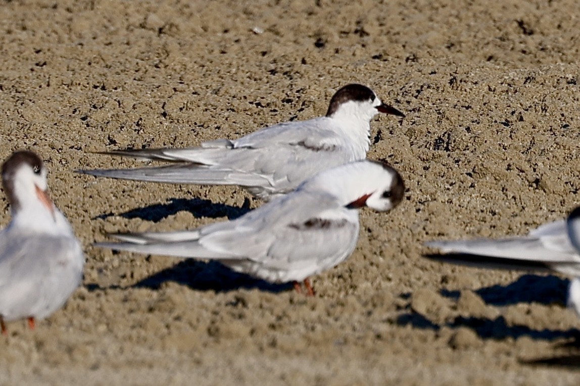 Common Tern - Dean Silvers