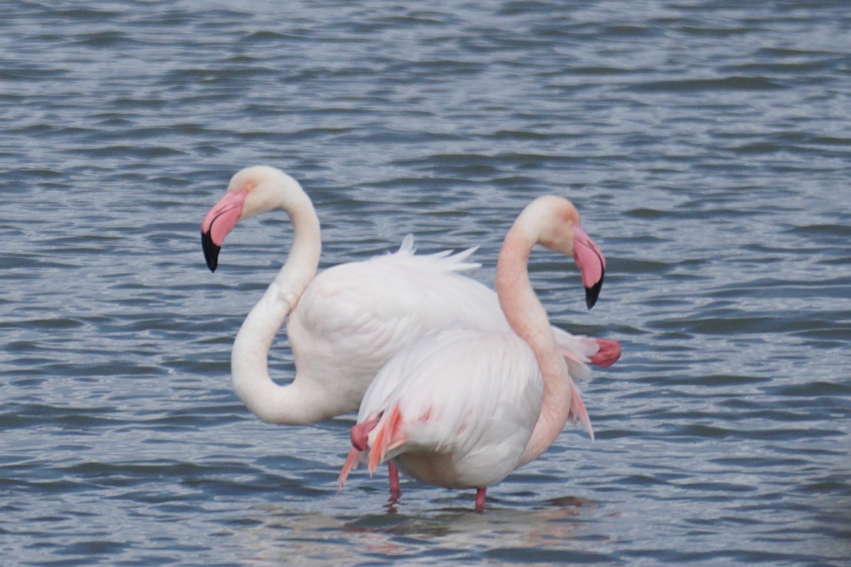 Greater Flamingo - Ander Alvarez