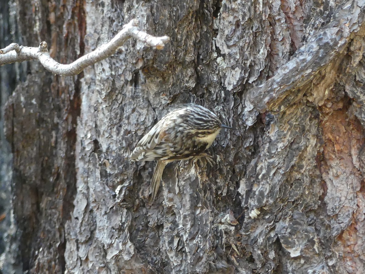 Brown Creeper - Ted Down