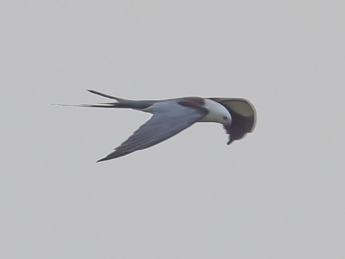 Swallow-tailed Kite - Robert Sawyer