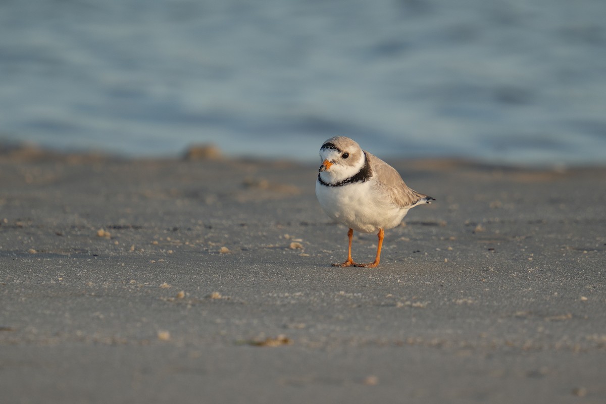 Piping Plover - Jason Cole