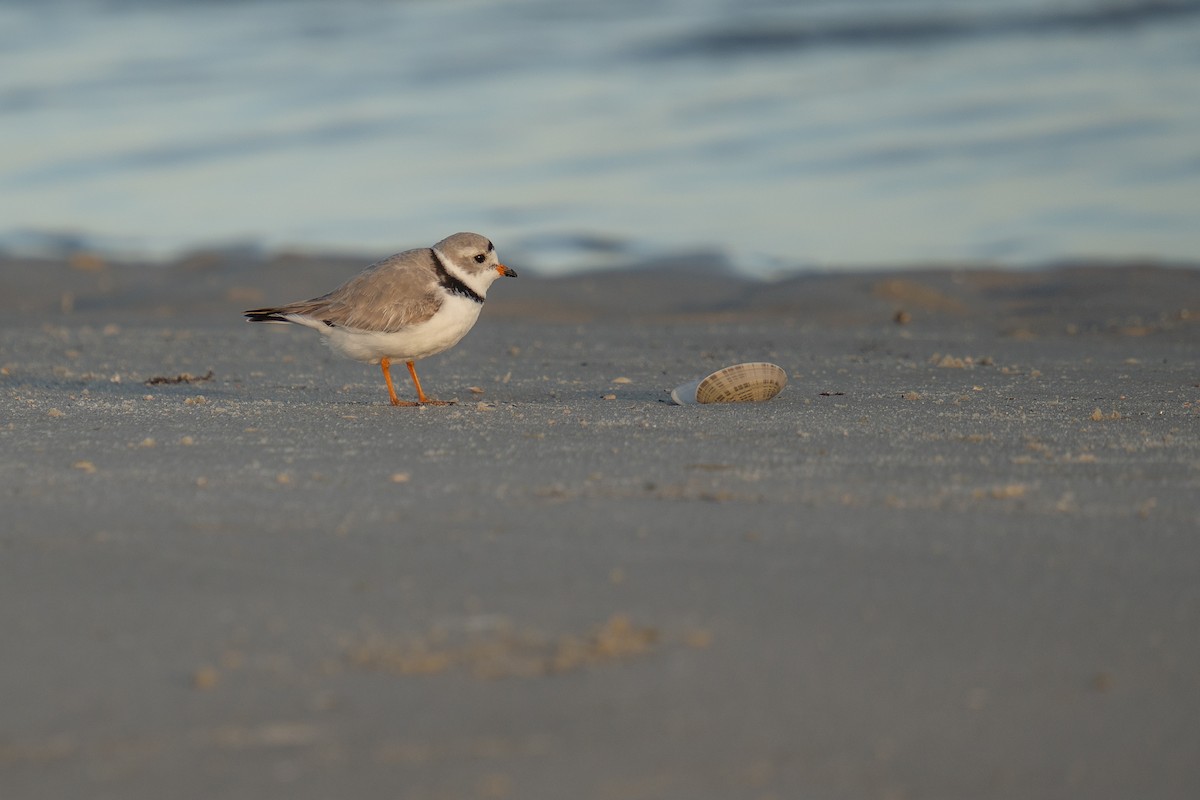 Piping Plover - ML616593386