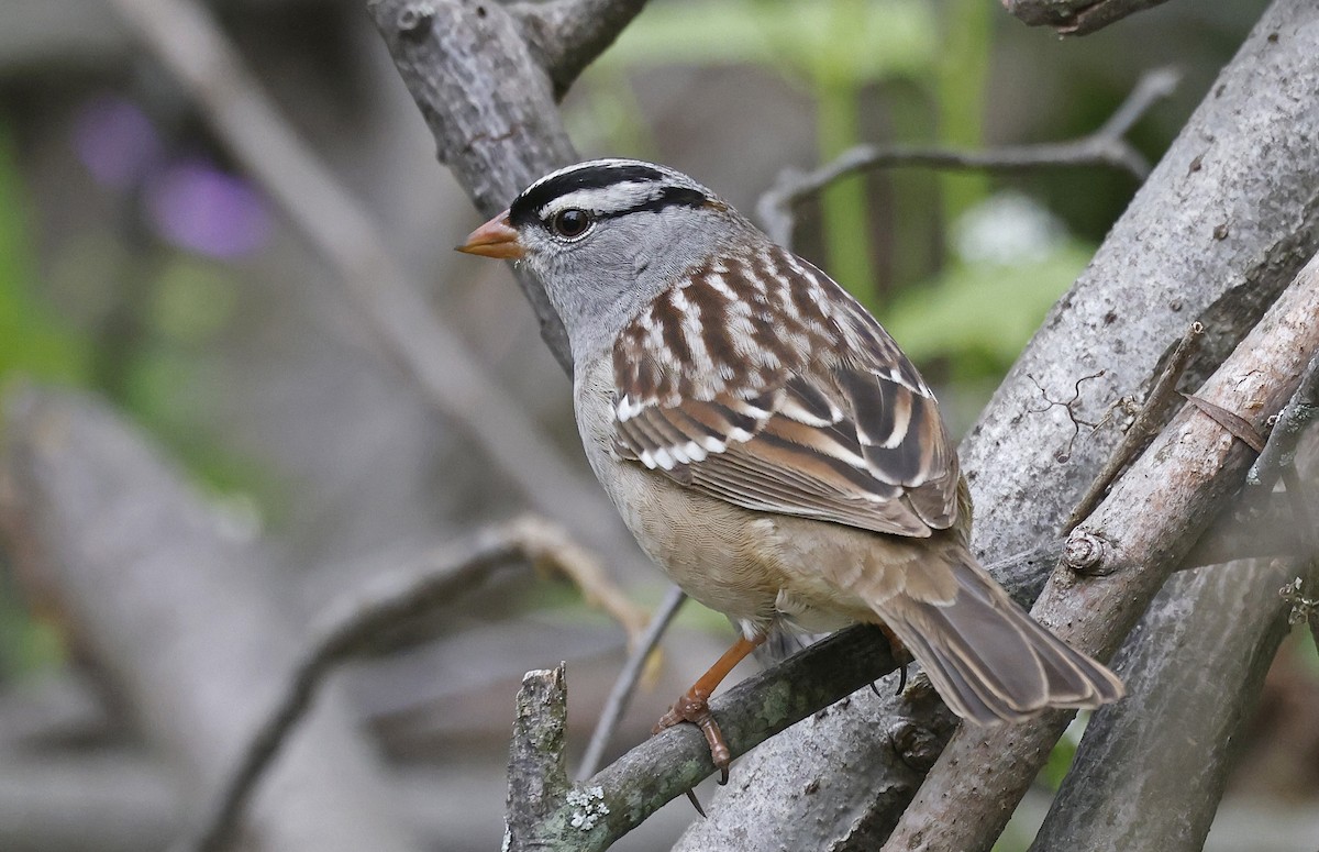 White-crowned Sparrow - ML616593397