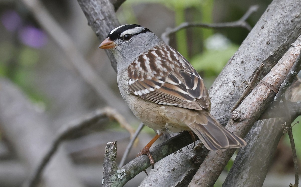 White-crowned Sparrow - ML616593400
