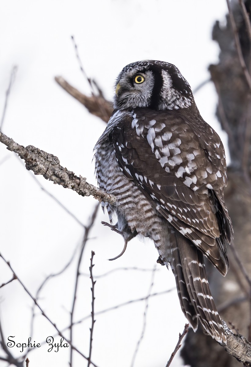 Northern Hawk Owl (American) - ML616593465