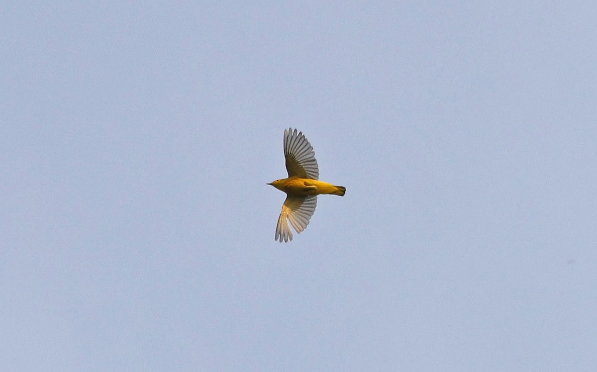 Yellow Warbler - ML616593471