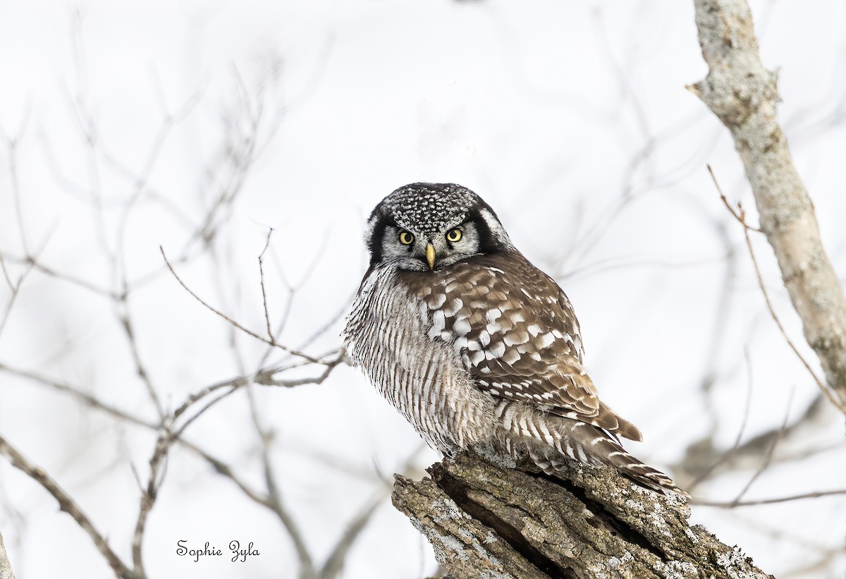 Northern Hawk Owl (American) - ML616593475