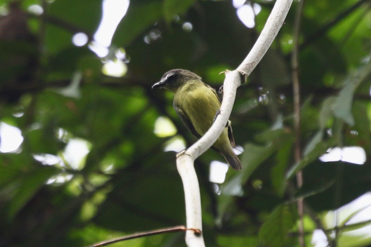Brown-capped Tyrannulet - ML616593481