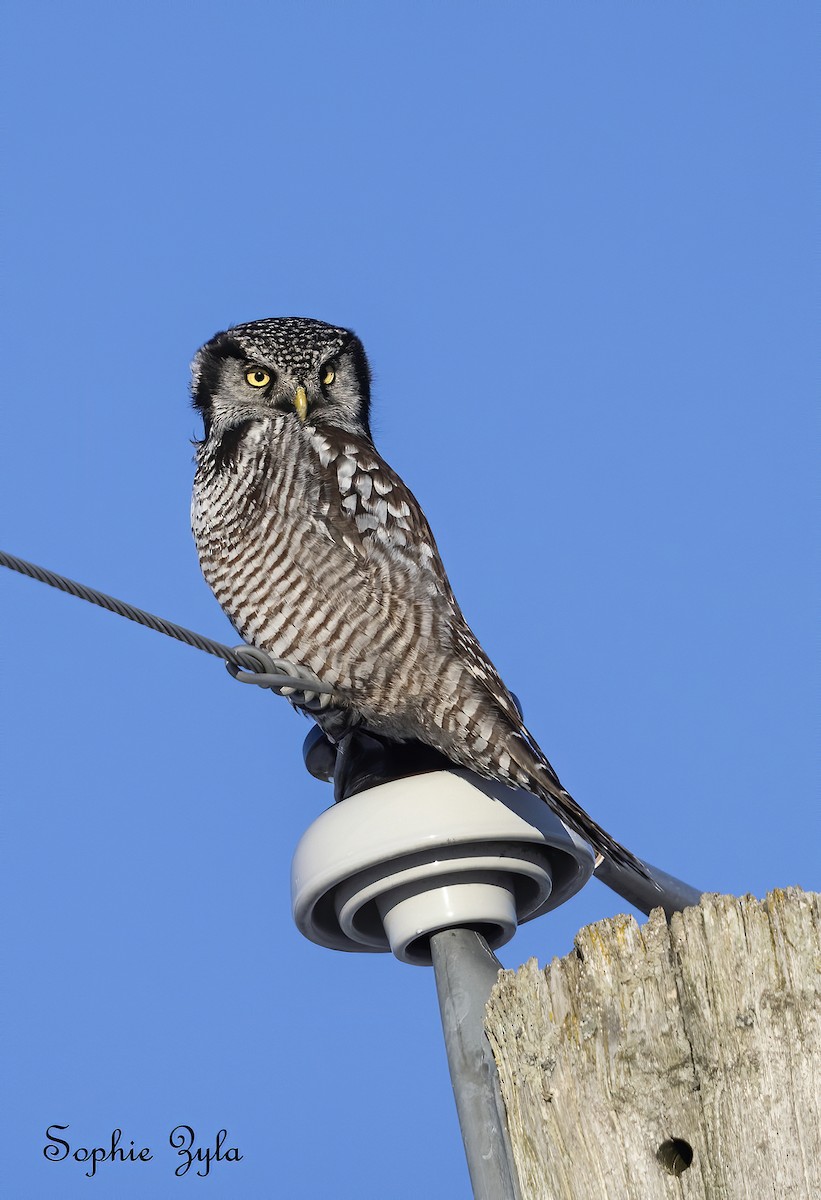 Northern Hawk Owl (American) - ML616593510
