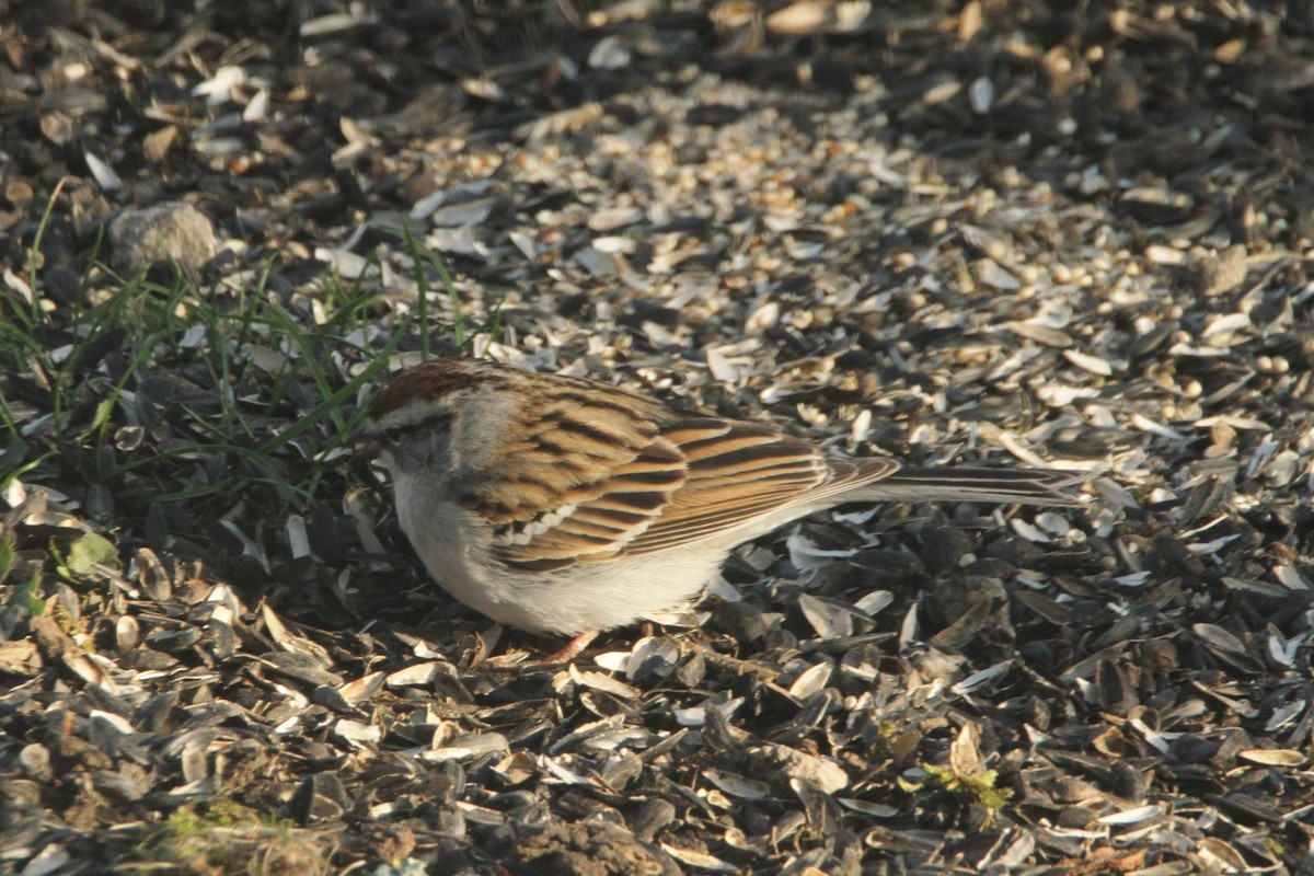 Chipping Sparrow - Rodney Strayer
