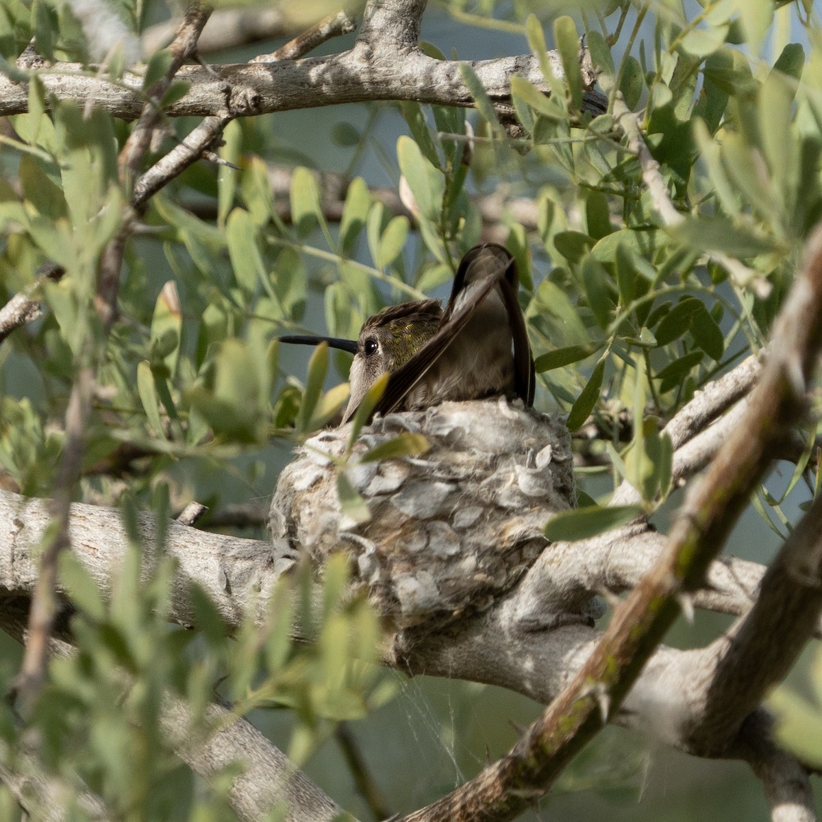 Anna's Hummingbird - ML616593631