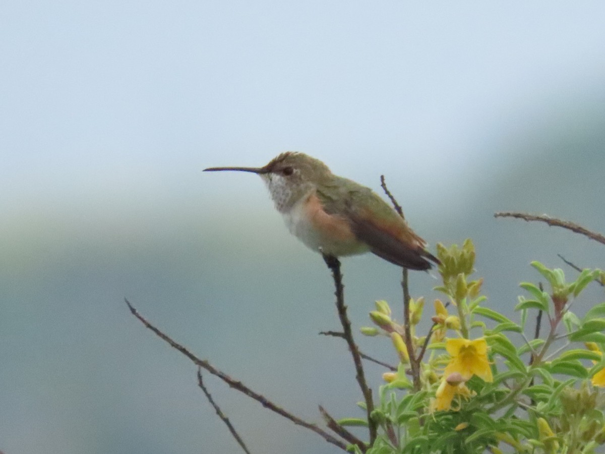 Allen's Hummingbird - ML616593635