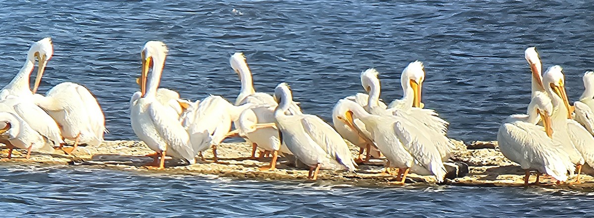 American White Pelican - Brian Voorhees