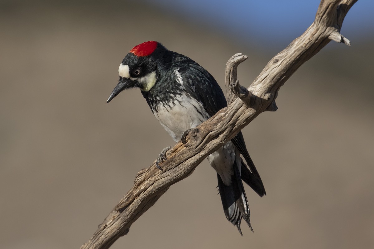 Acorn Woodpecker - Calvin Walters