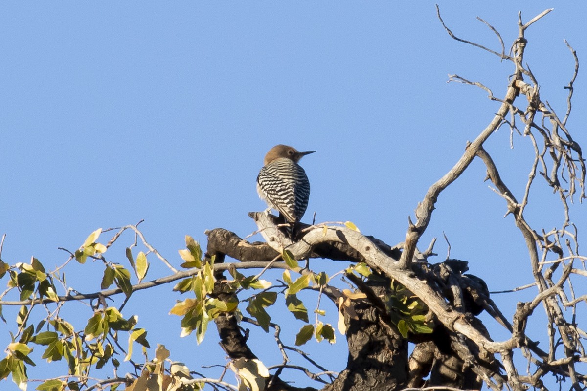 Gila Woodpecker - ML616593701