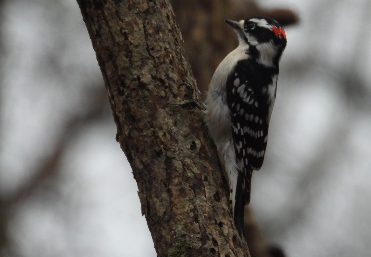 Downy Woodpecker - ML616593707