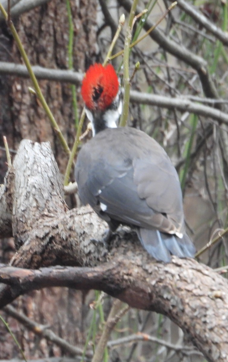 Pileated Woodpecker - Eric R