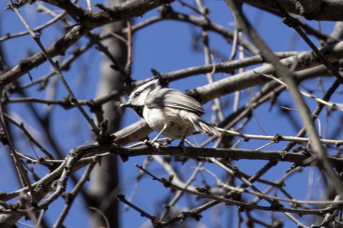 Bridled Titmouse - Calvin Walters